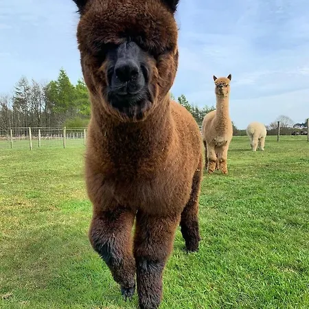 Springwood Shepherd Huts Glamping *