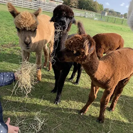 Springwood Shepherd Huts Glamping * York
