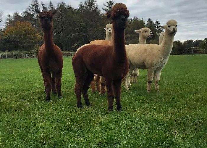 Holiday home Springwood Shepherd Huts Glamping York