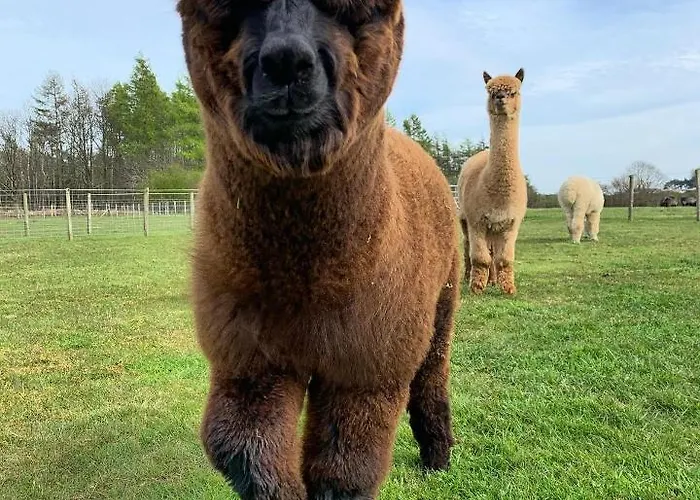Springwood Shepherd Huts Glamping *