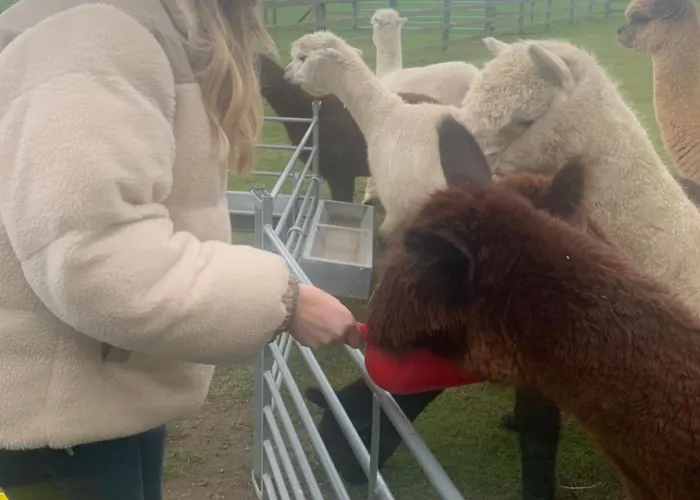 Springwood Shepherd Huts Glamping Holiday home York