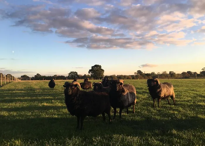 Springwood Shepherd Huts Glamping * York
