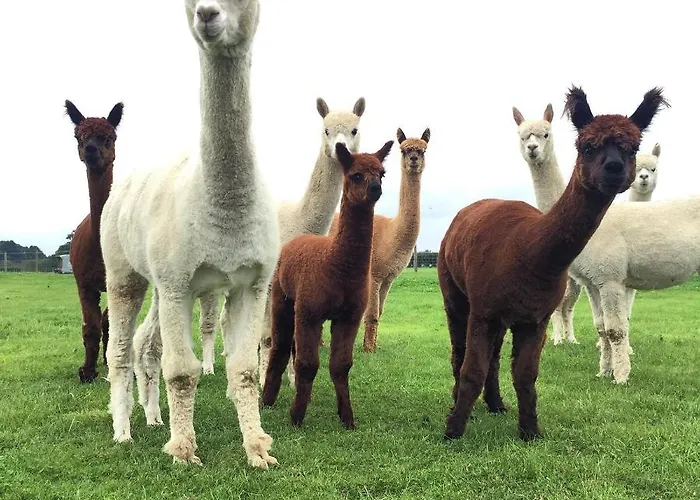 Springwood Shepherd Huts Glamping * York