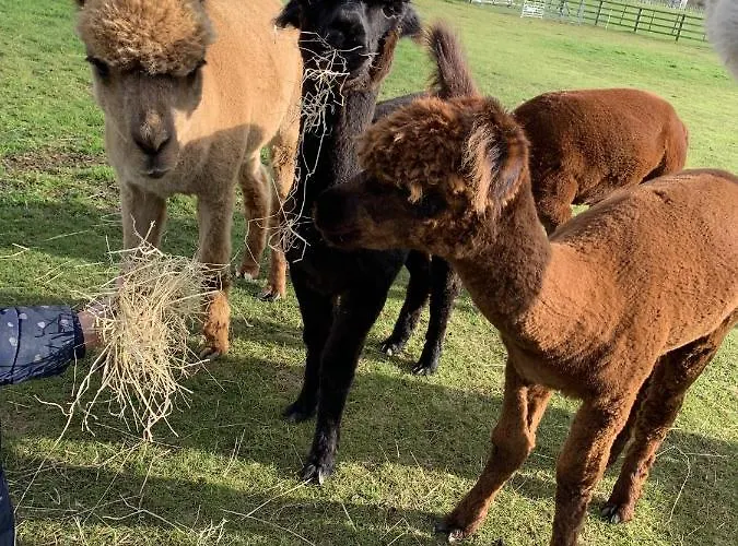Springwood Shepherd Huts Glamping * York